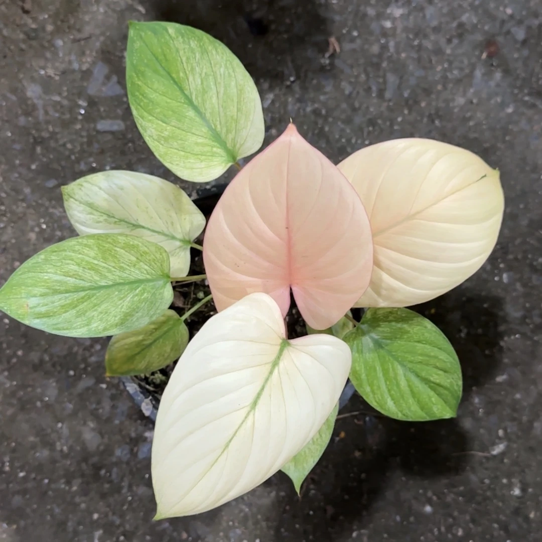 R110-1215薄荷千年健