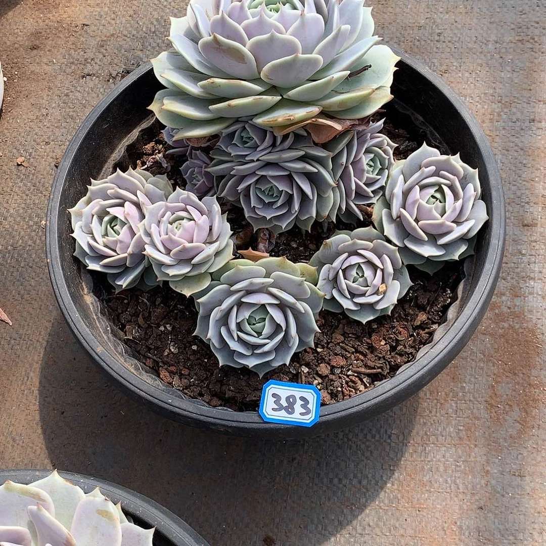 一物一拍多肉 383露娜莲