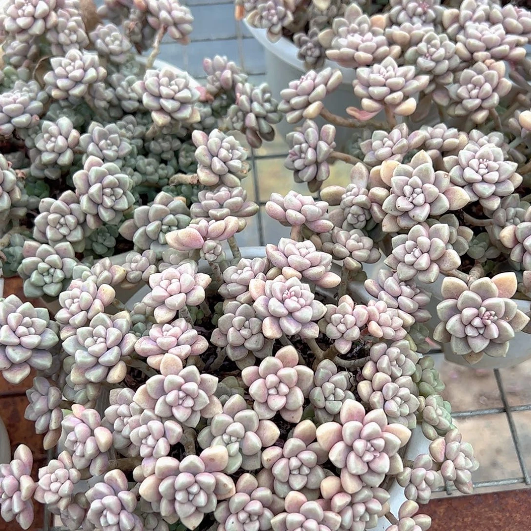 丸叶姬秋丽整装整群精品