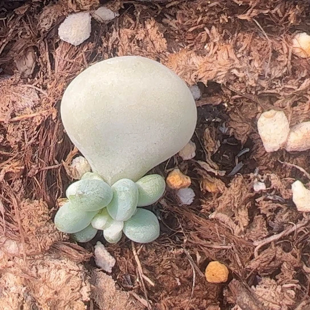 幸***运多肉植物多肉植物