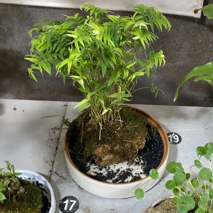 林***夕无花朵退款拉黑拉黑95