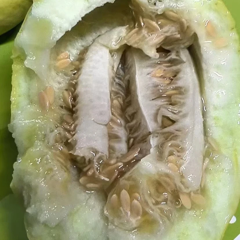 小糖豆香瓜 约 一斤18.8