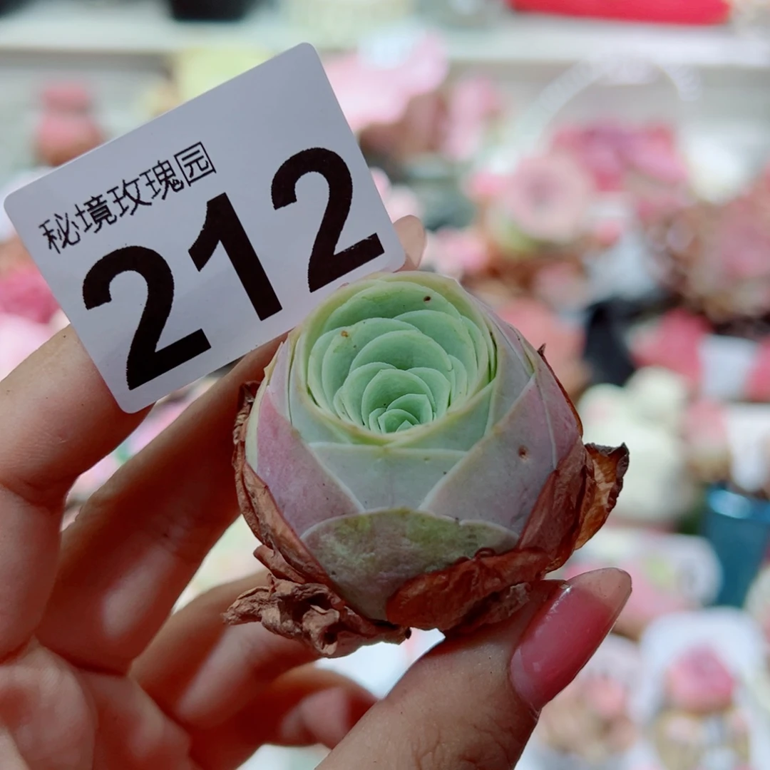 212水蜜桃单棵。