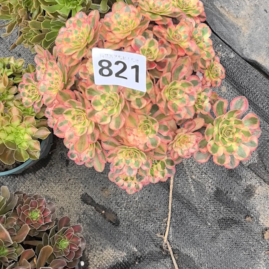 821初恋花花3-2法师