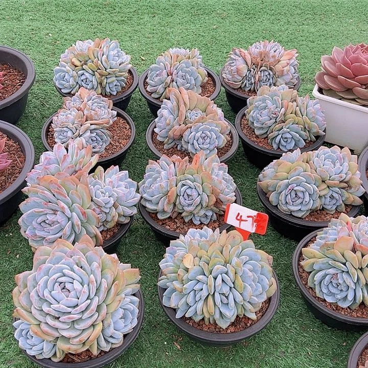 47橙子带盆一个朵肉。