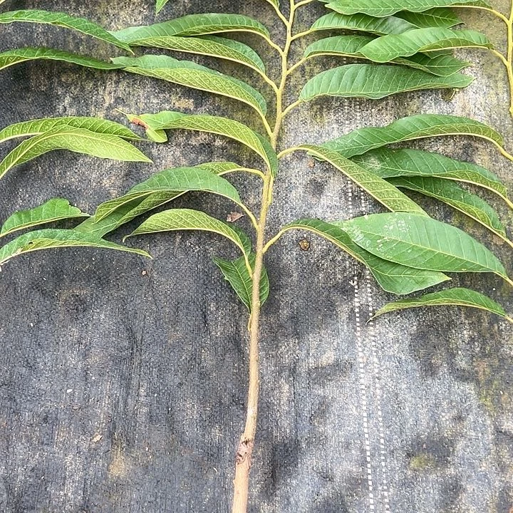 微***生天使27908436898734