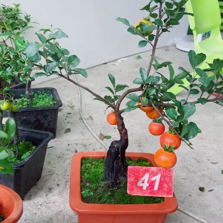 无花朵老**师金弹子盆景树
