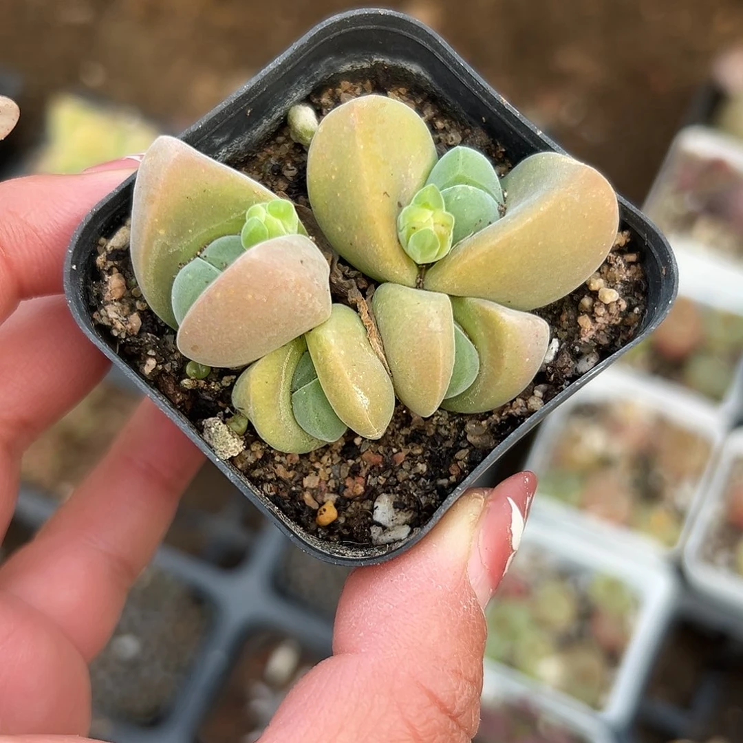 多肉植物无比玉开花