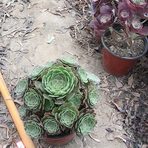 美**意万圣节法师多肉植物6