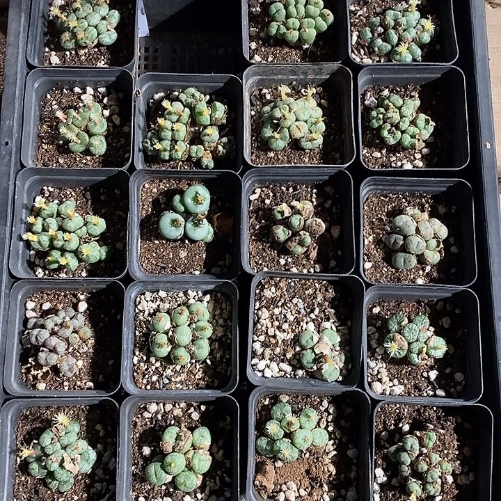 23372。  肉锥一盒。