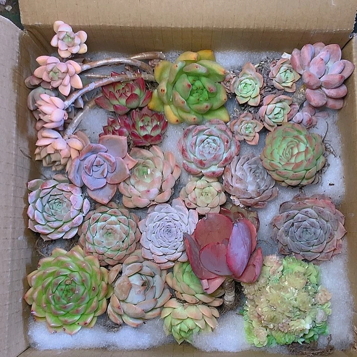 20棵不同品种多肉