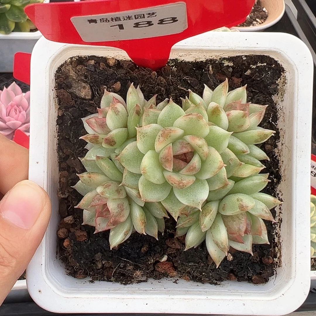 188号黑水晶群生多肉植物