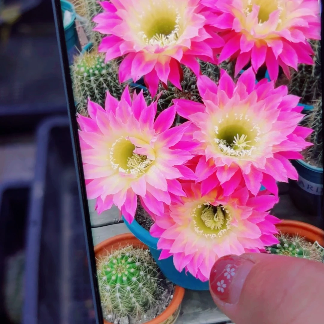 下48彩草萨苏歪无根侧芽4公分左右20包邮