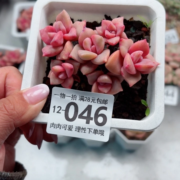 彩虹糖多肉无盆土发货无，