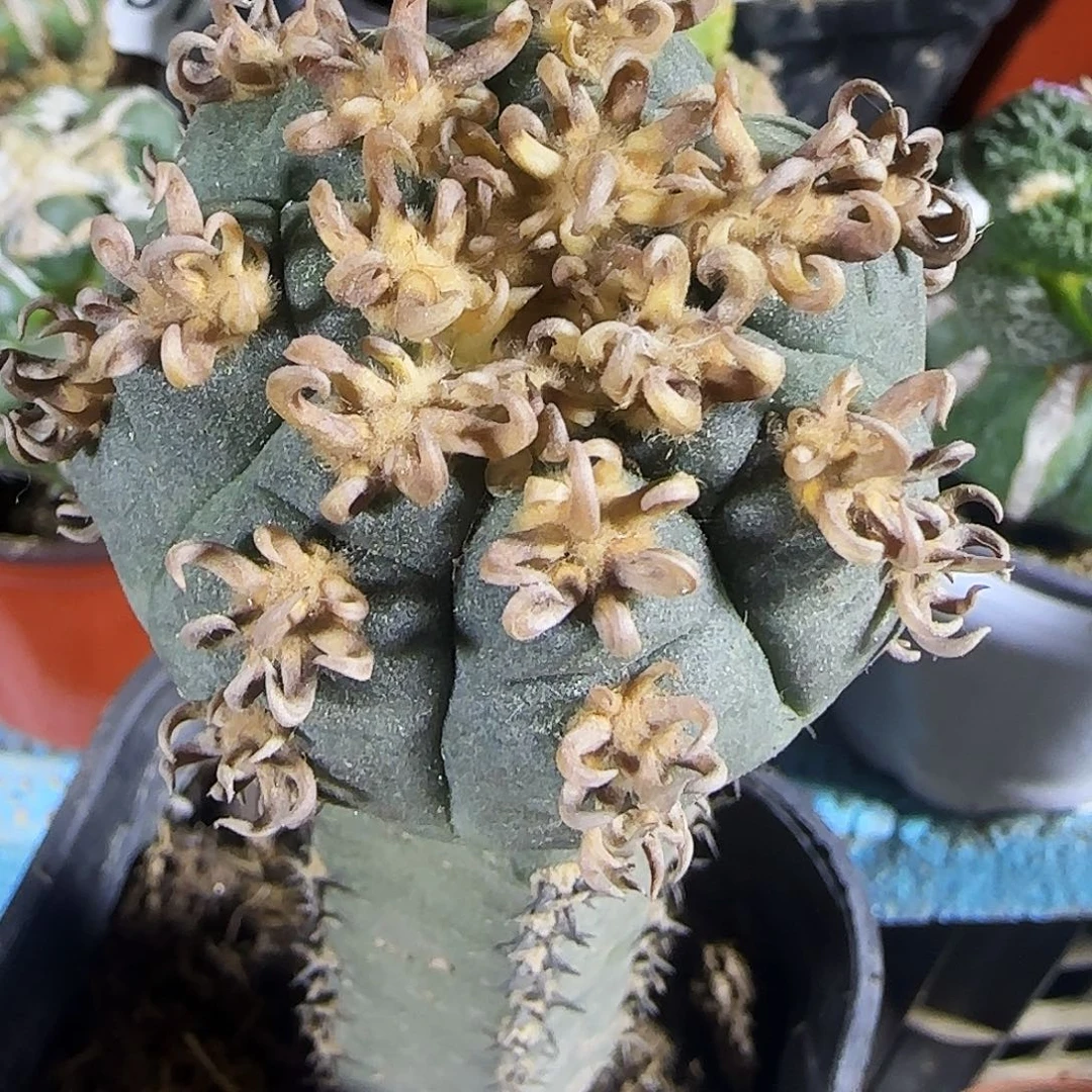 精品猫爪903仙人球