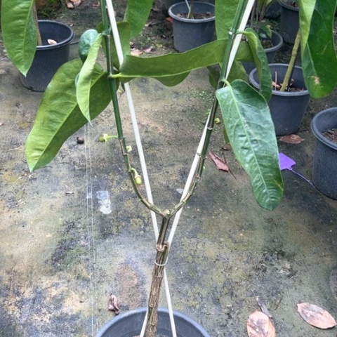 用***13697368909刚果（布）