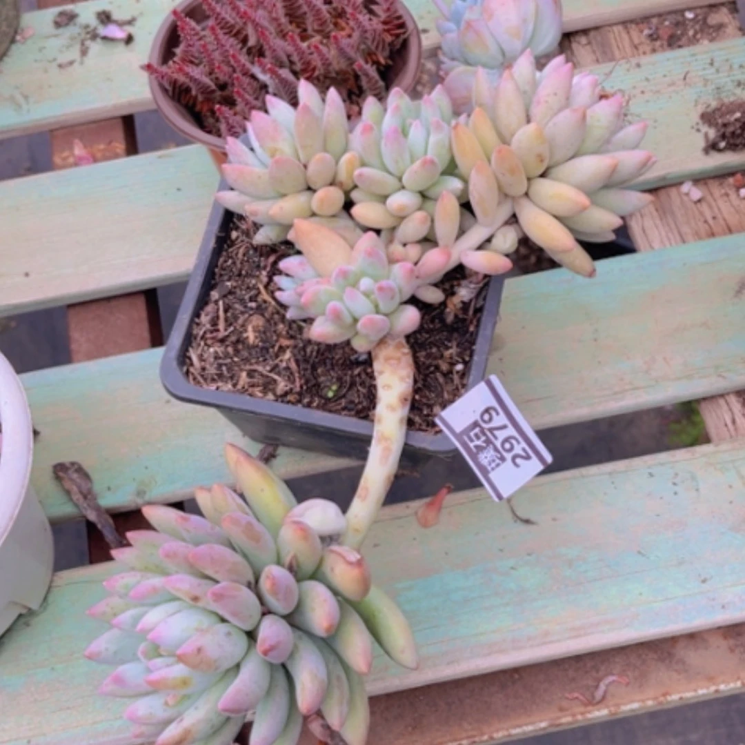 【闪购商品】ᨳ****所罗门2979