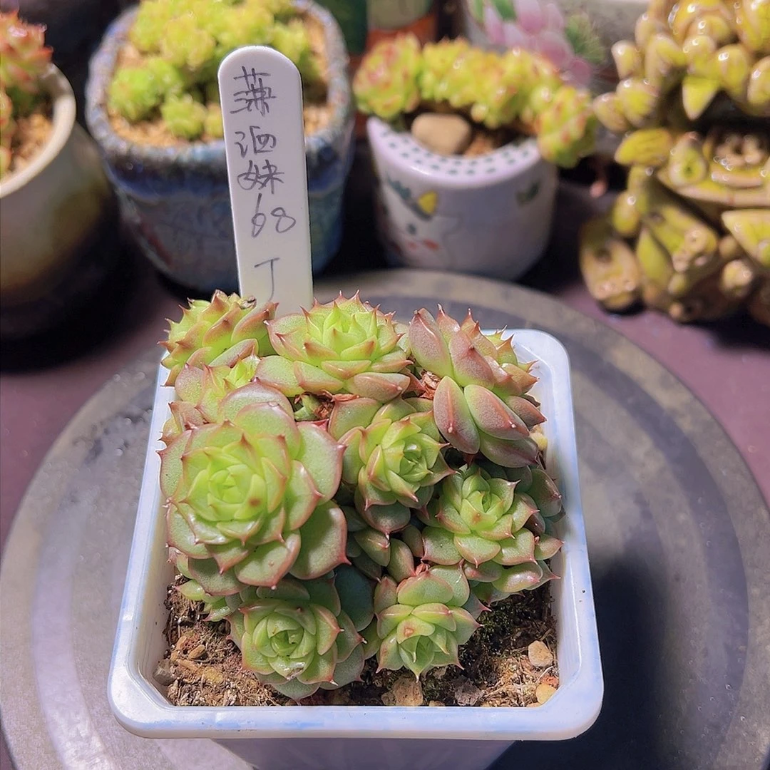 潇*妹新品，多肉植物