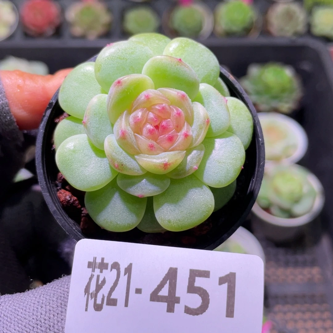 花利美21-451珍妮