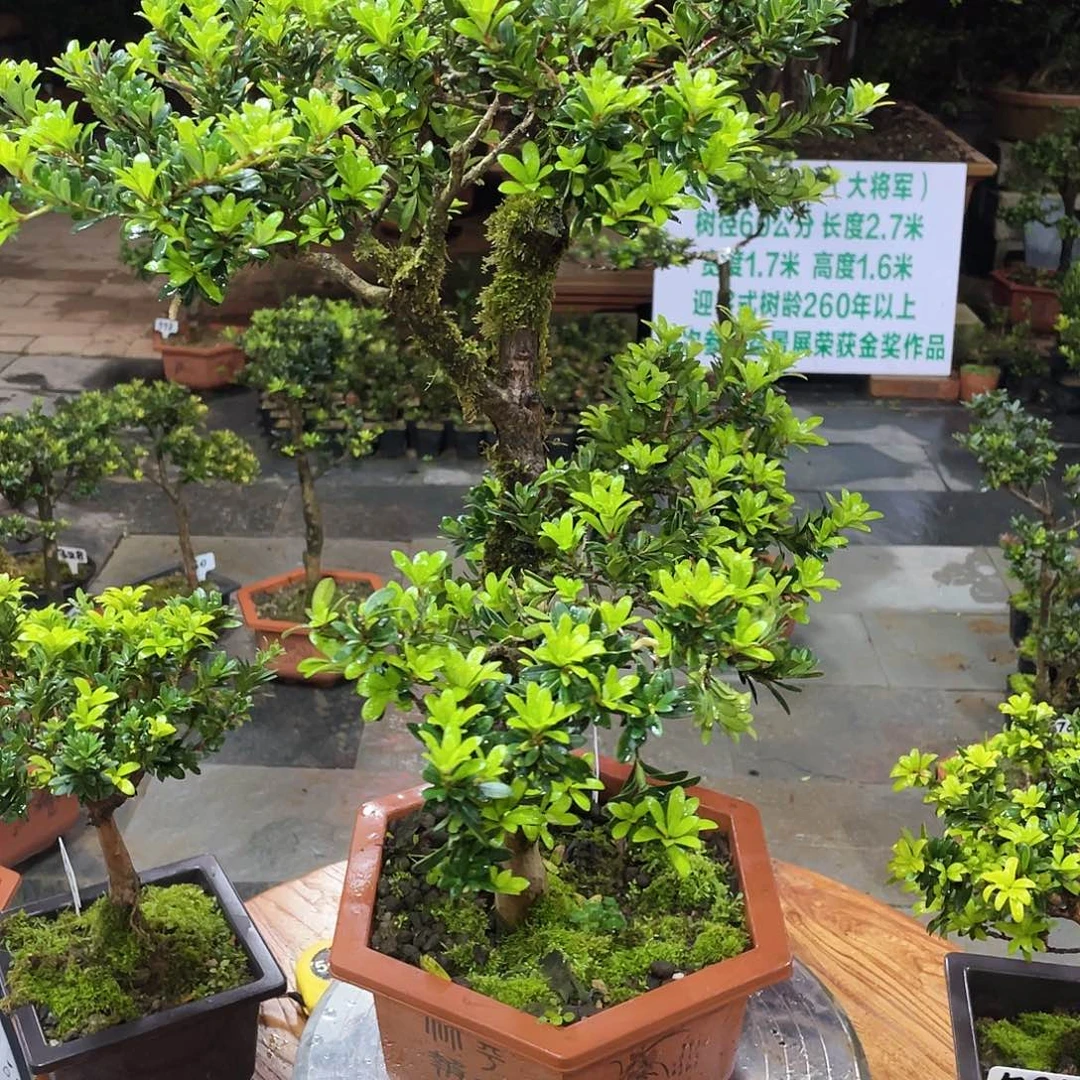 生****以实际为准罗汉松珍珠540带盆