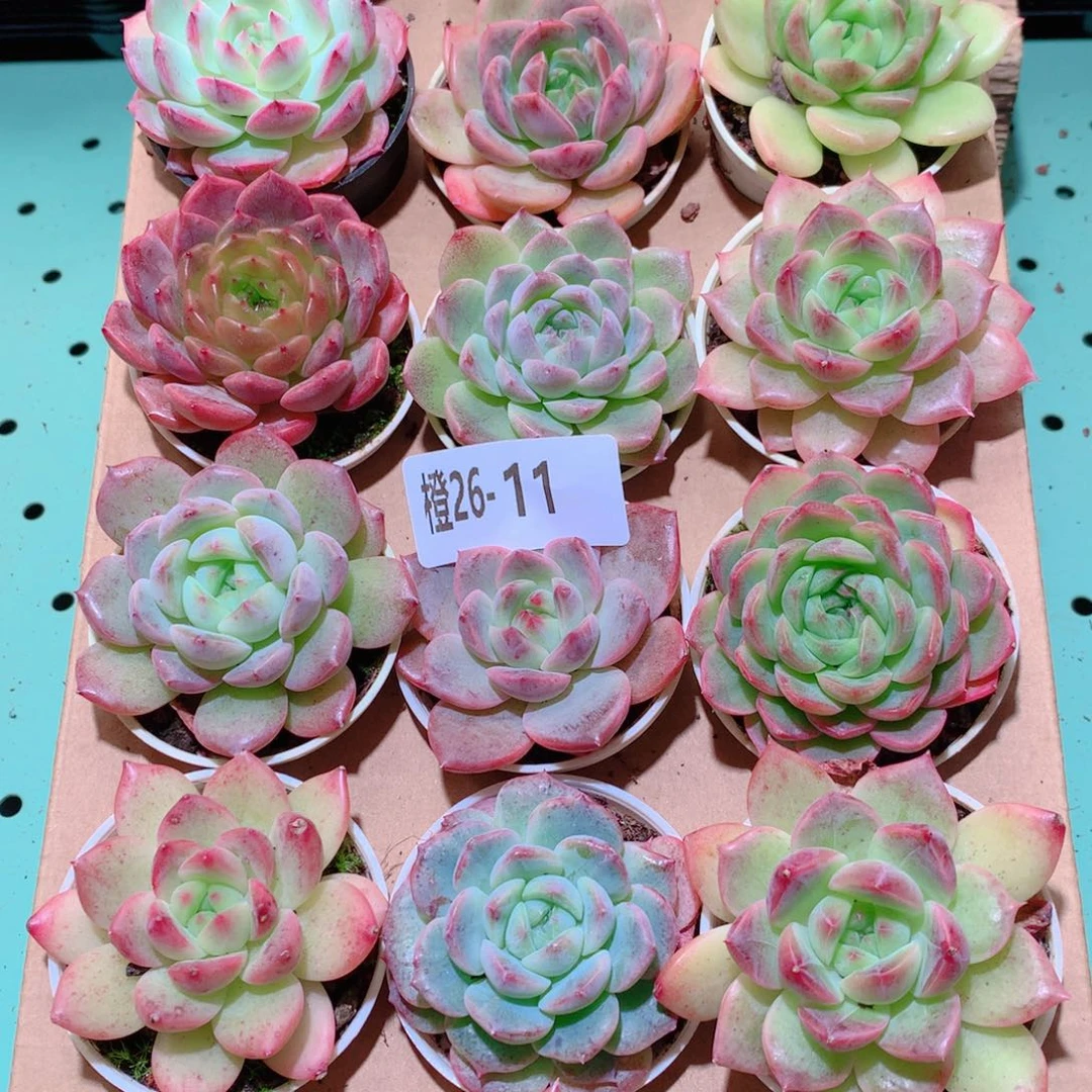 26-11一物一拍多肉带盆18颗