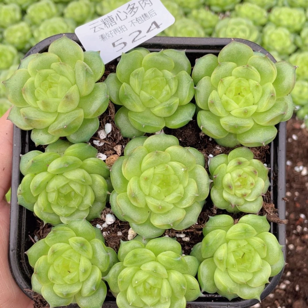 云糖心多肉植物524
