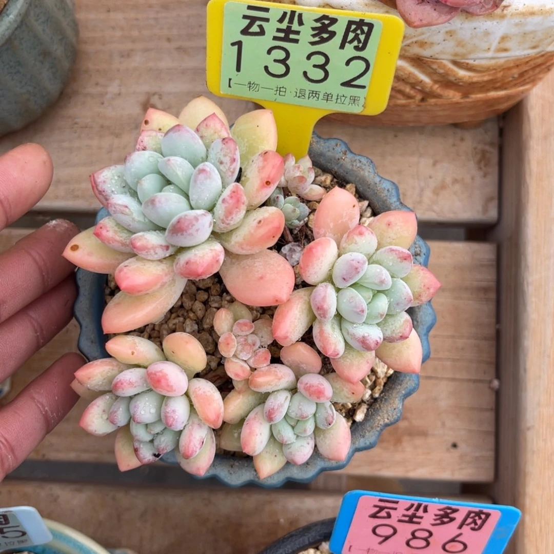 云尘多肉一物一拍1332不含盆，