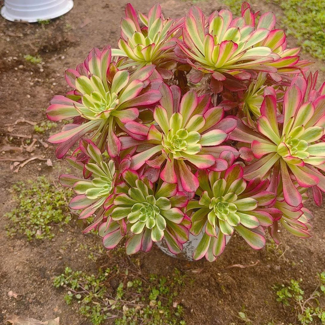 舞天姬老庄多肉植物