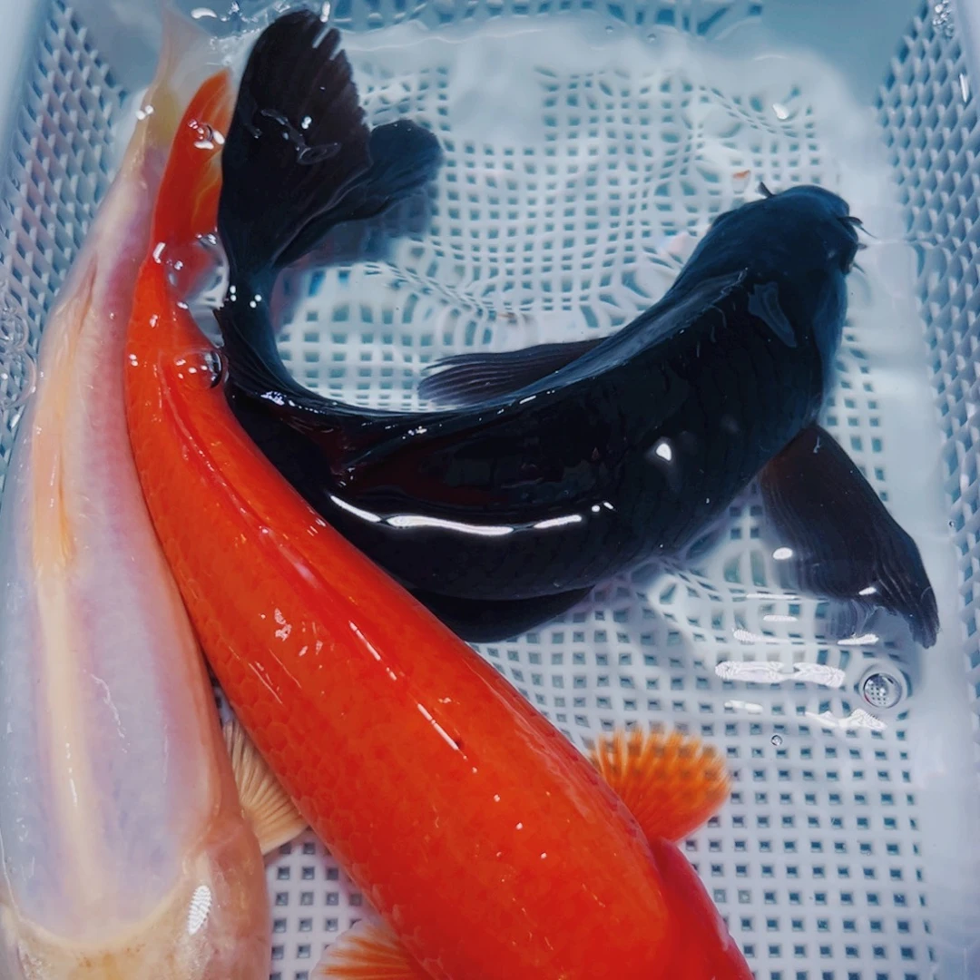 锦鲤锦鲤冷水观赏18-20 112