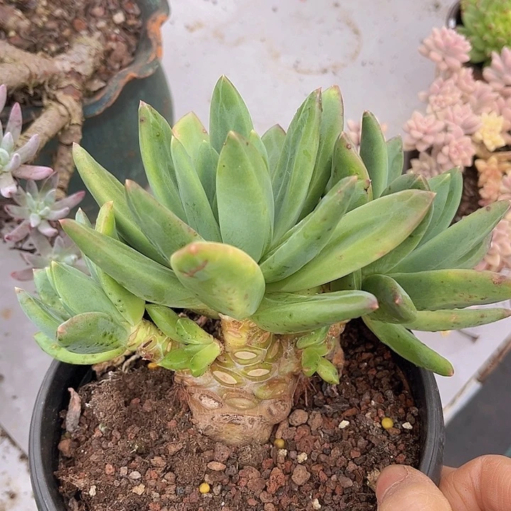 海洋之歌1856多肉植物