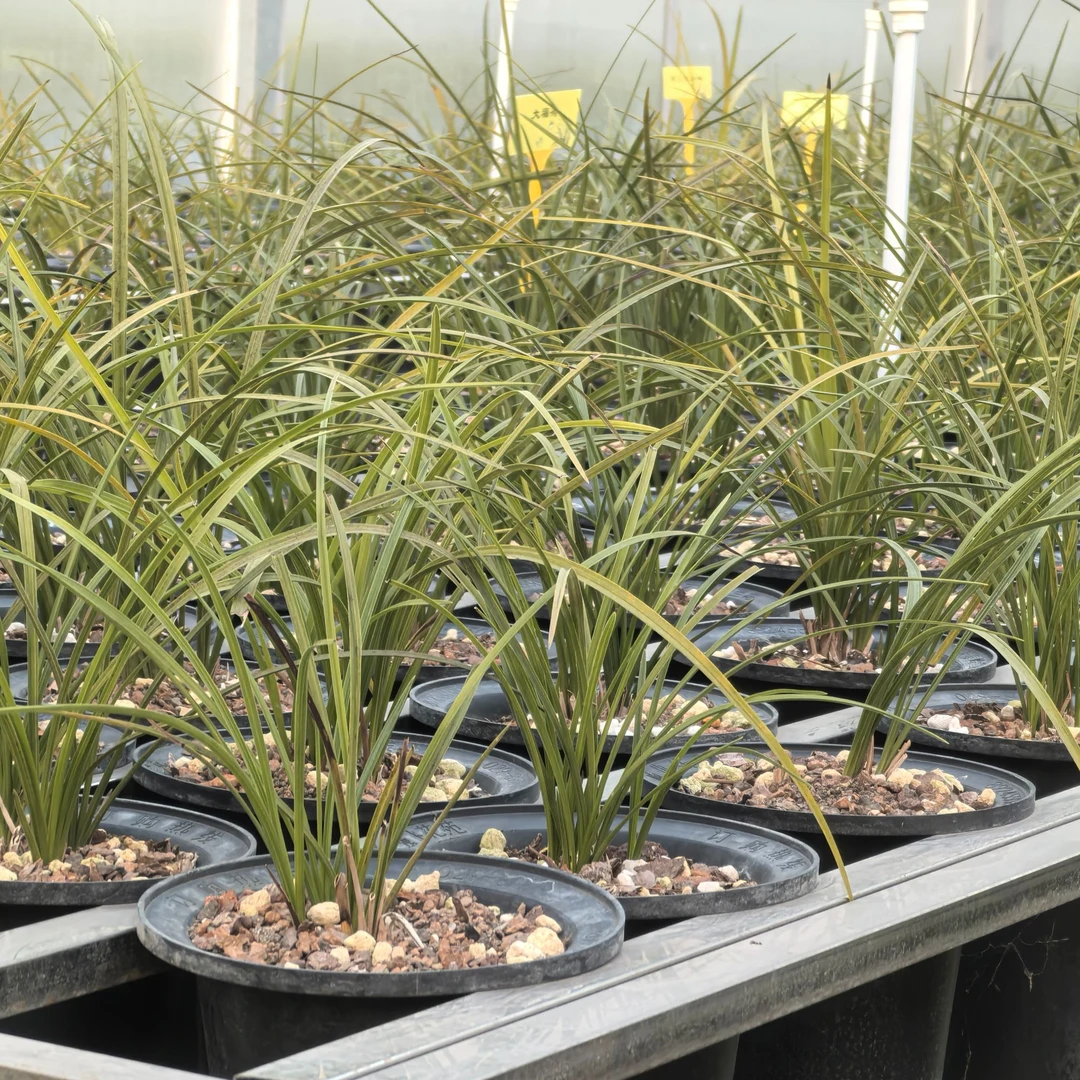 兰花秦岭蕙兰花椒素心蕙兰花椒金边花色淡雅花苗