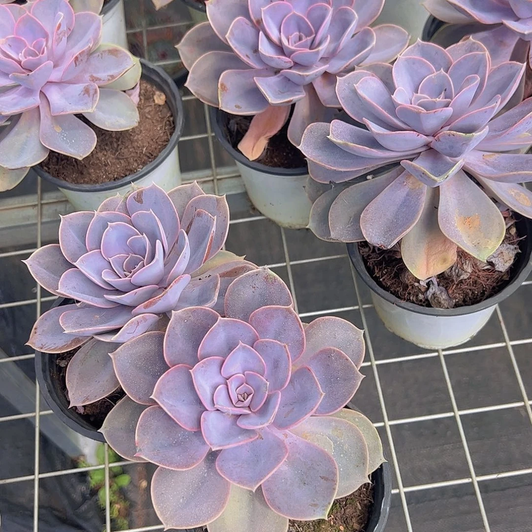 紫丁香大单头特价二盆