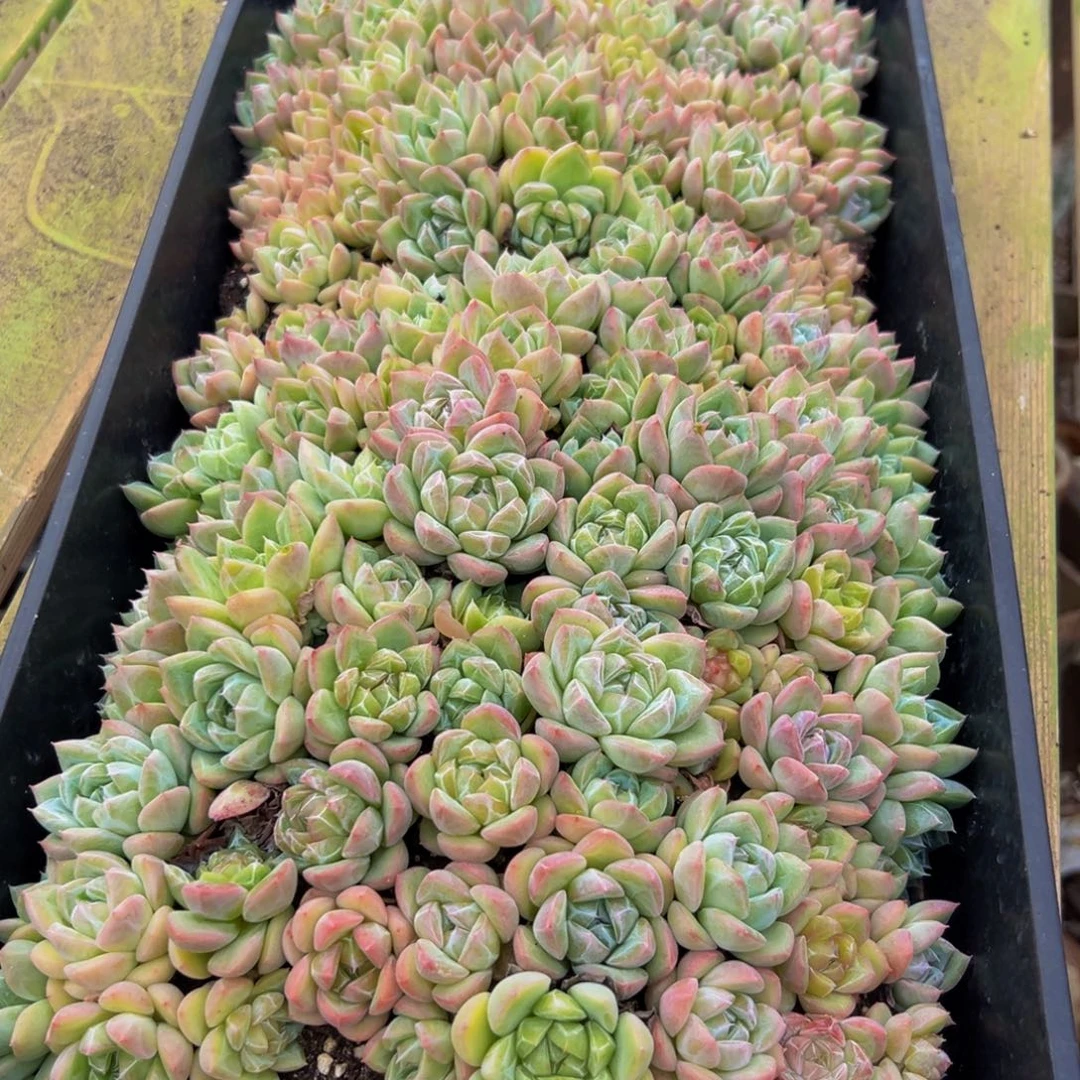 076的植物形态特征多年生草本