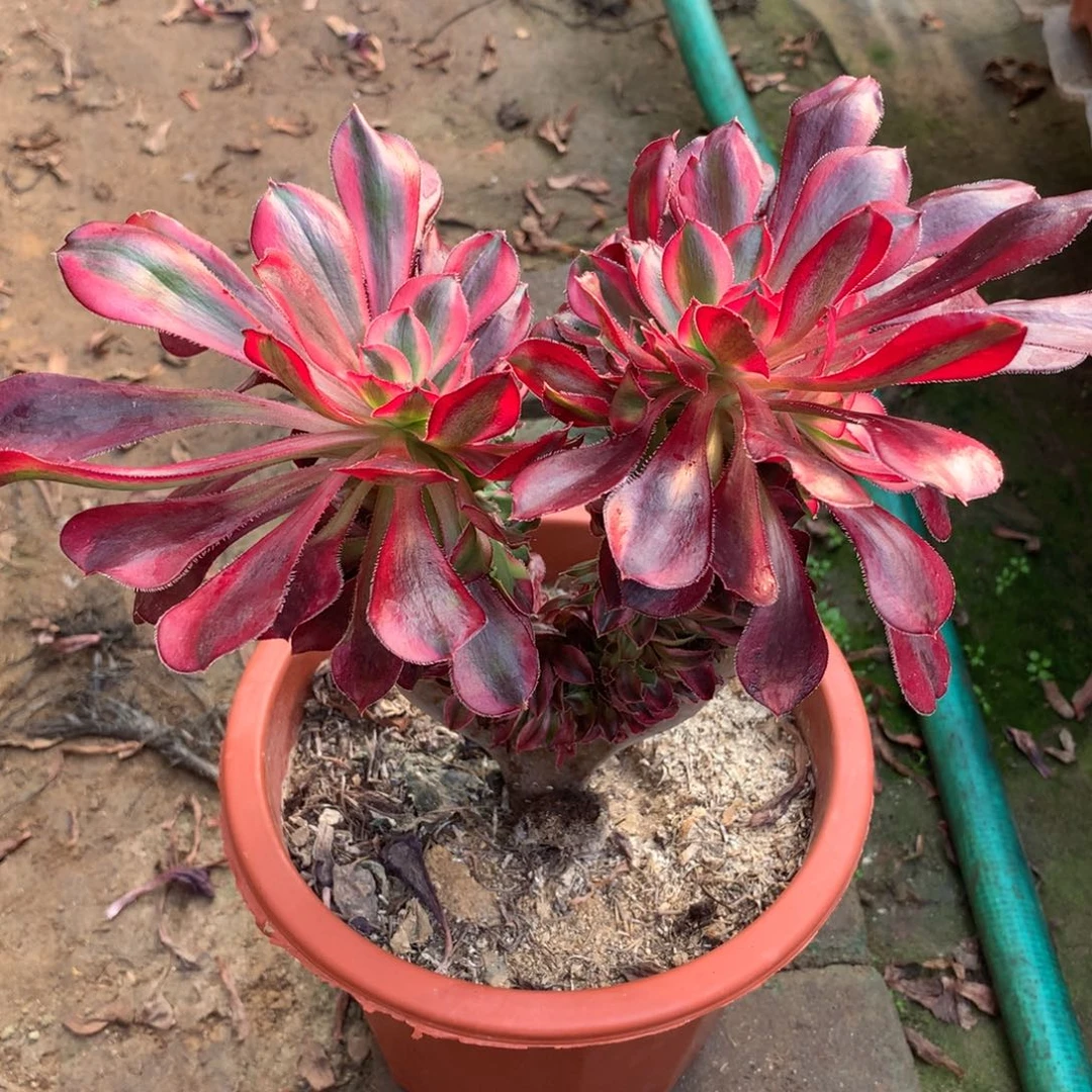 香奈儿缀，多肉植物