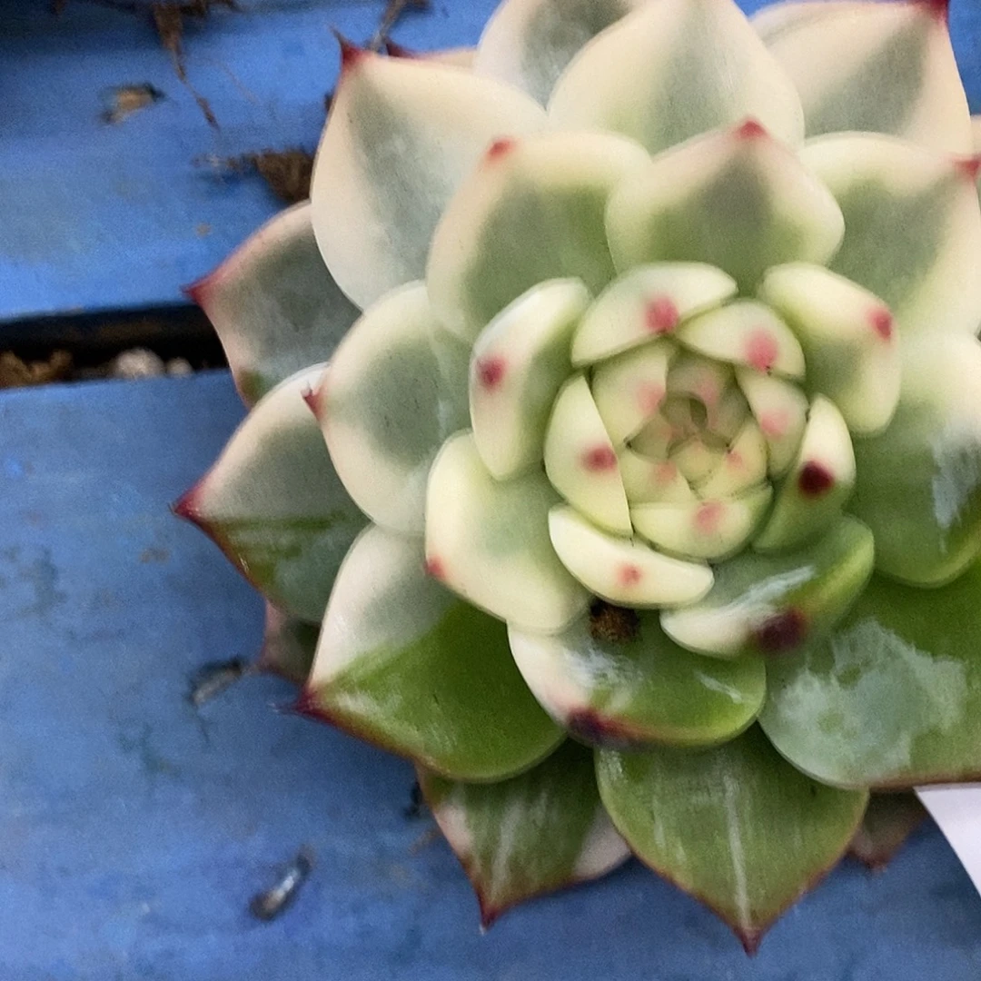 72吉娃娃锦炸多肉植物哇啦塞