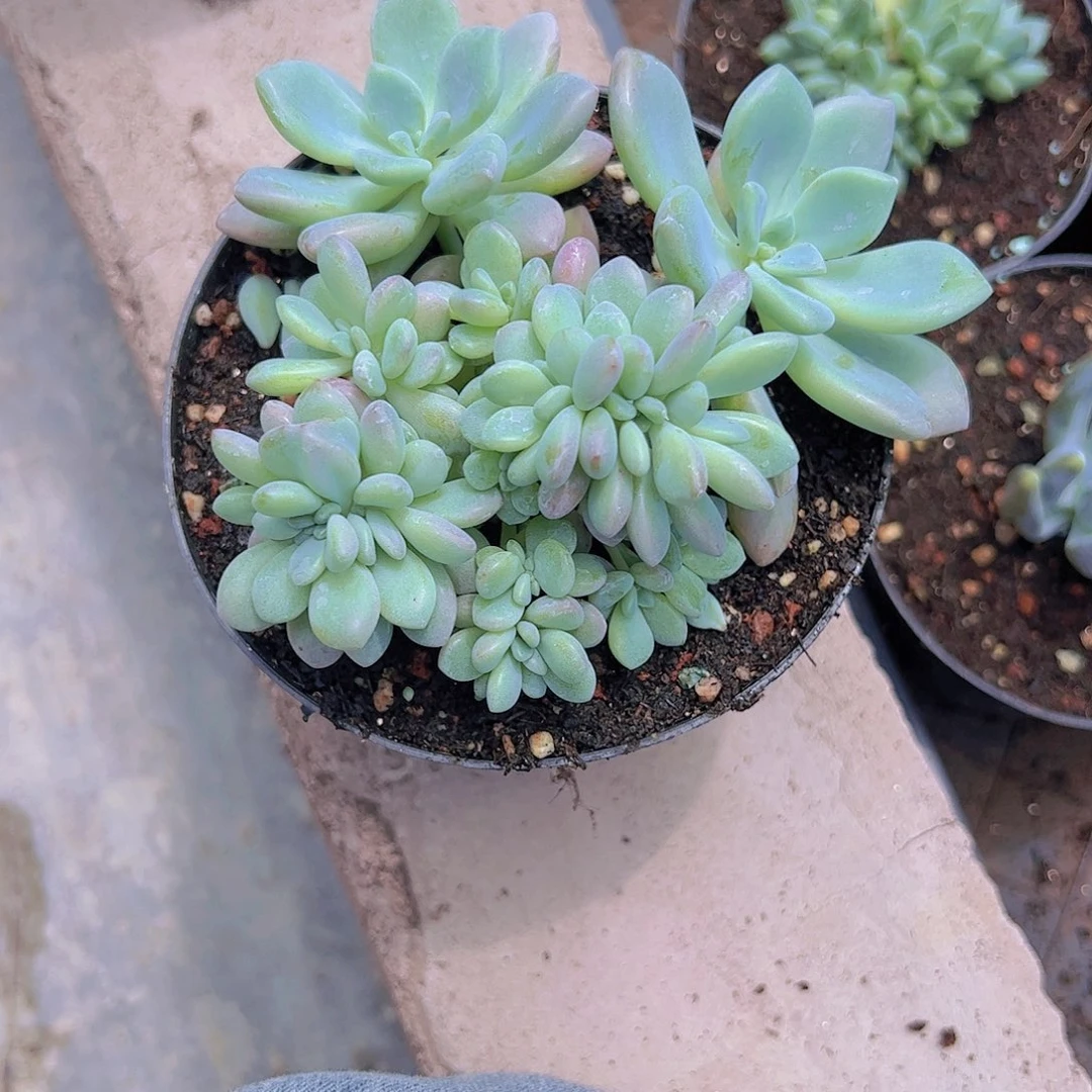 【闪购商品】花瓣路缀