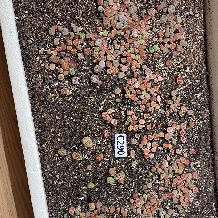 生290石花整框脱土发货不售后