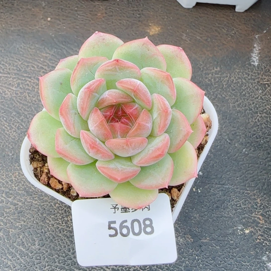 琴心，5608多肉植物