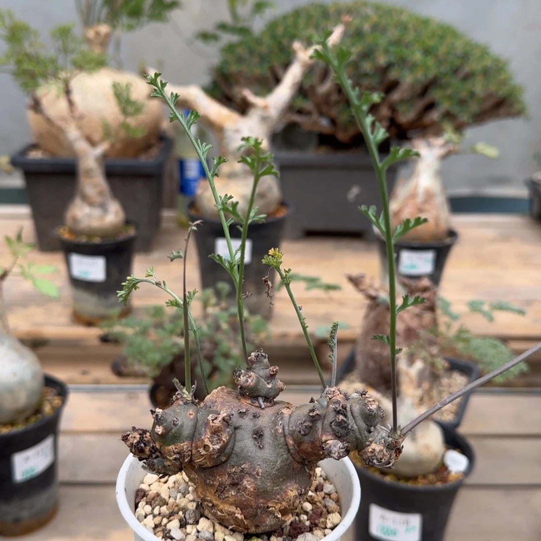 39沉香鹿茸洋葵块根植物