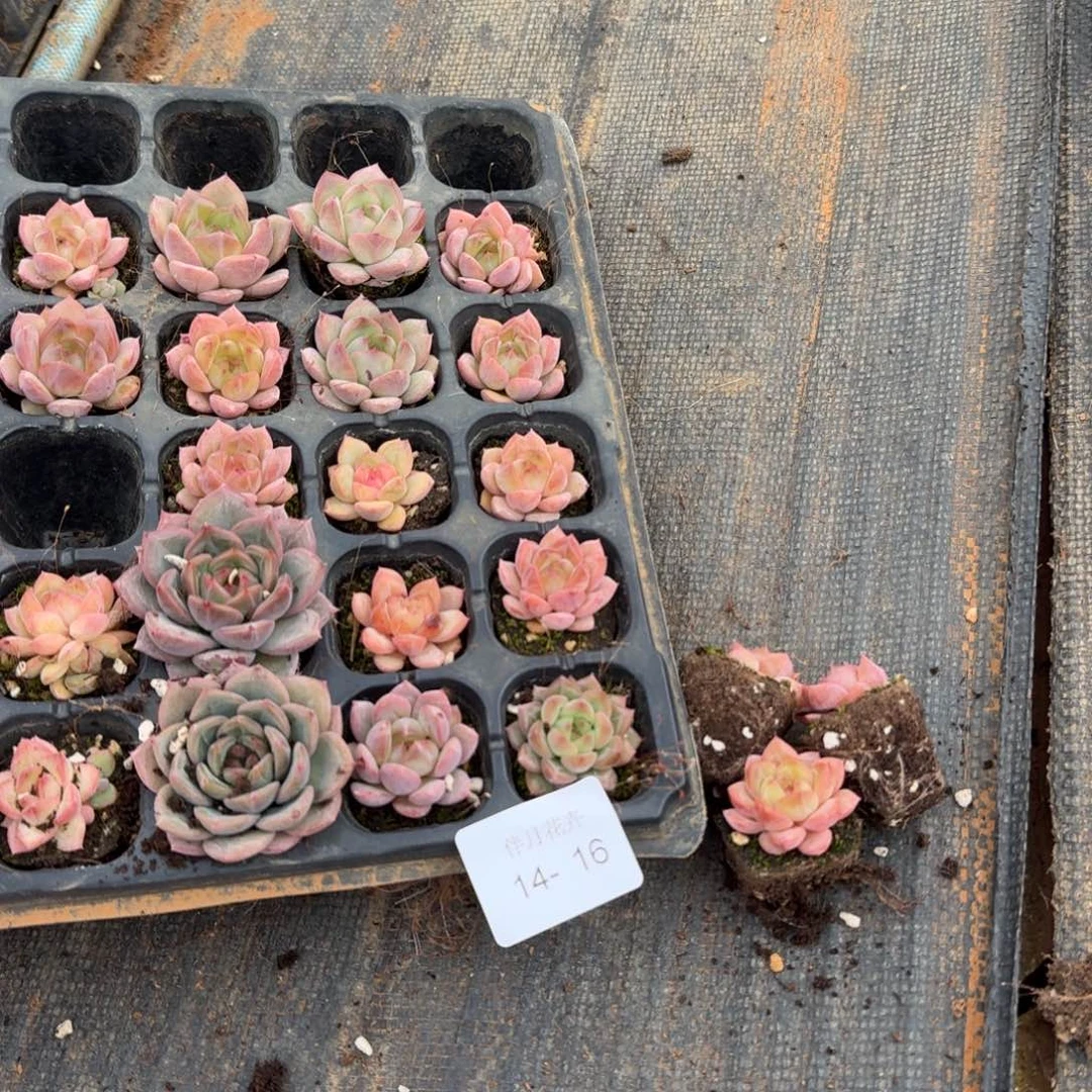 带纹路珍妮十五颗量拍发货侧门右二右三14-16