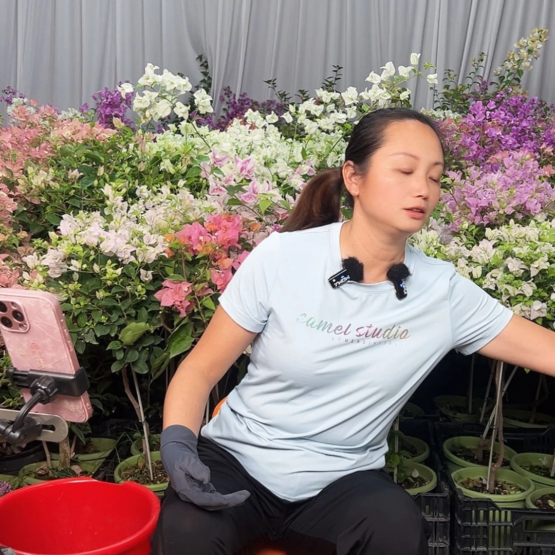 大部分花苞少量开放5元三角梅一棵