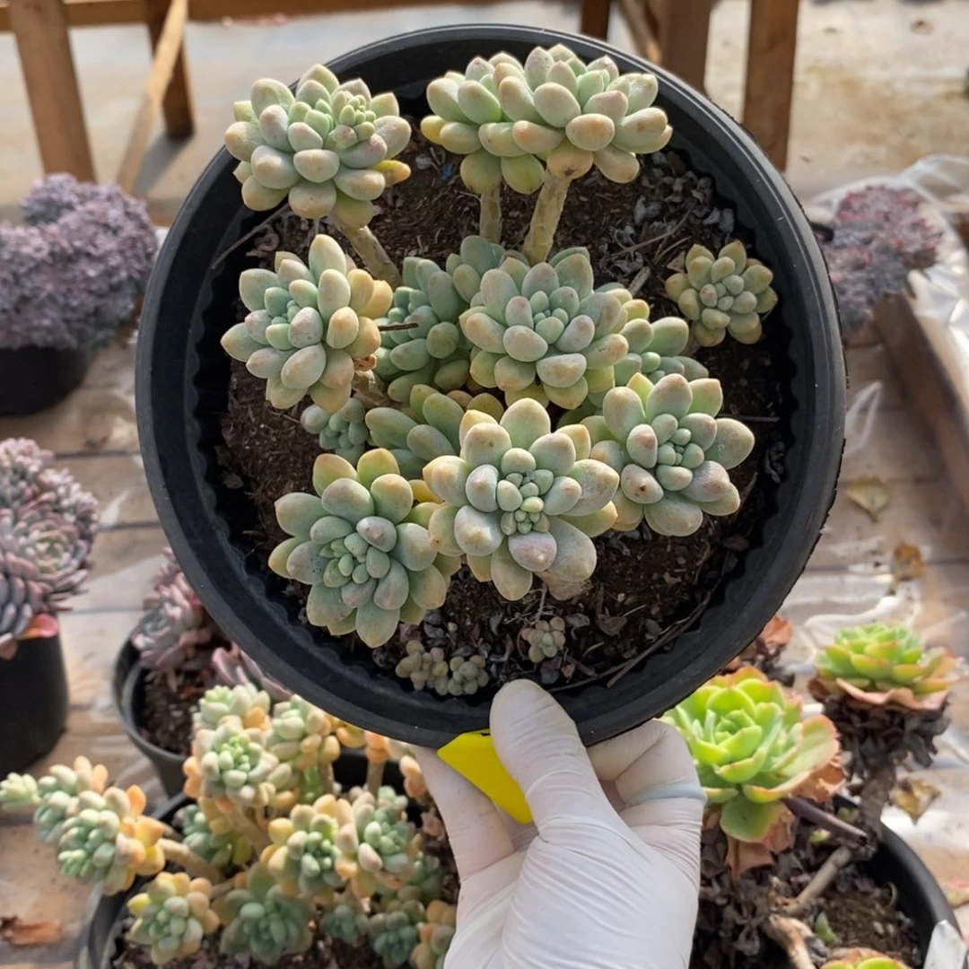 021奶酪蛋糕一物一拍