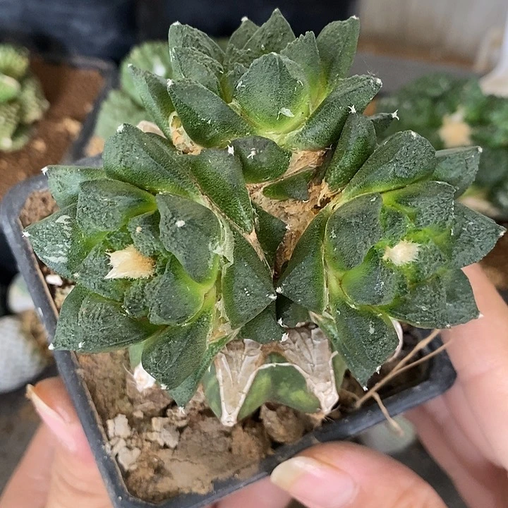 苗接连山牡丹群。478号