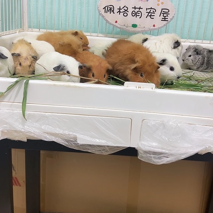 奶黄白英短弟弟188