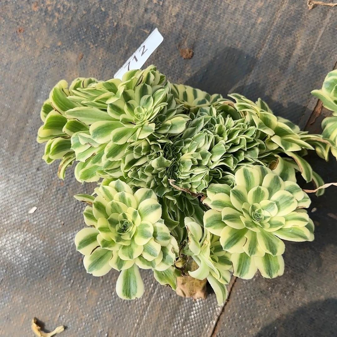 大**伊712多肉 迈巴赫缀法师