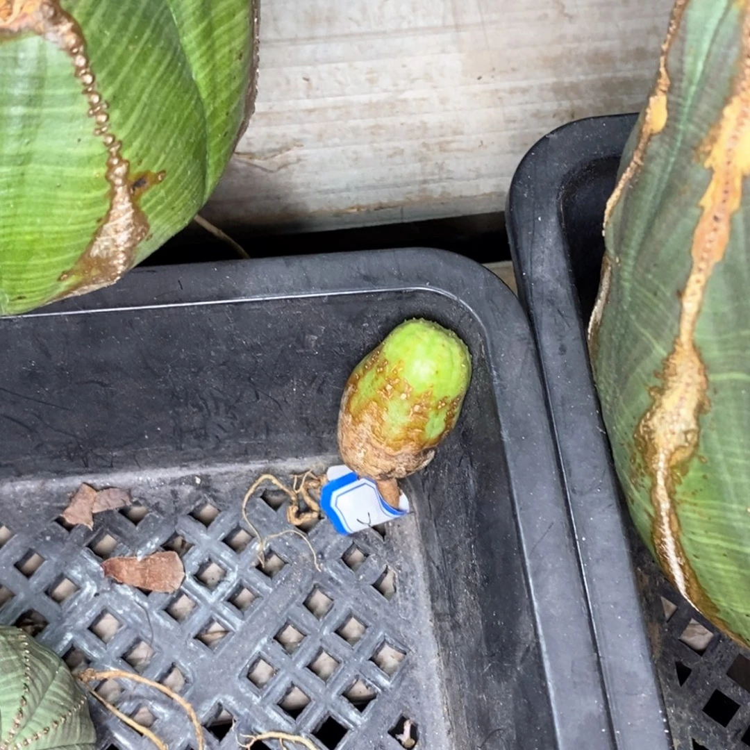 M***g欧系布纹球一物一拍