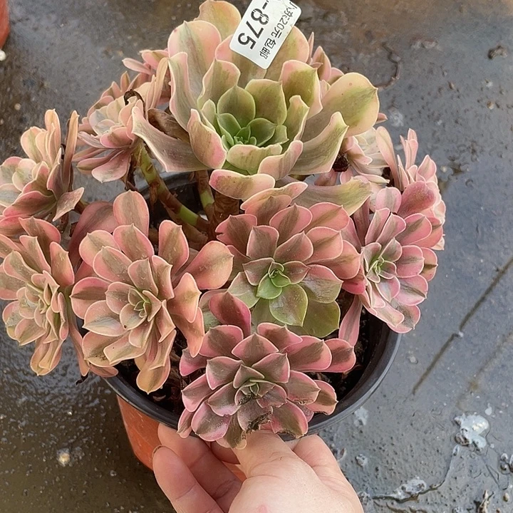 875桃夭多肉植物法师