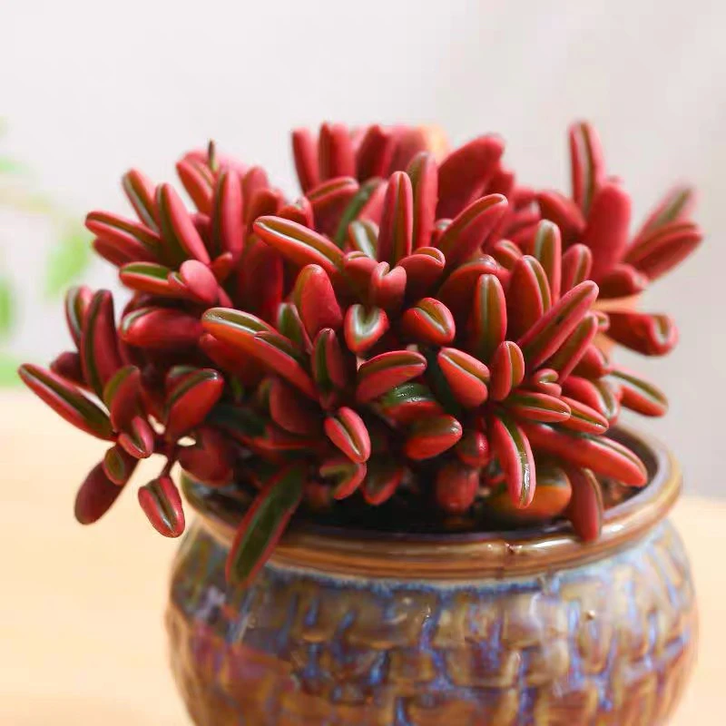 红背椒草多肉植物红色多肉绿植盆栽