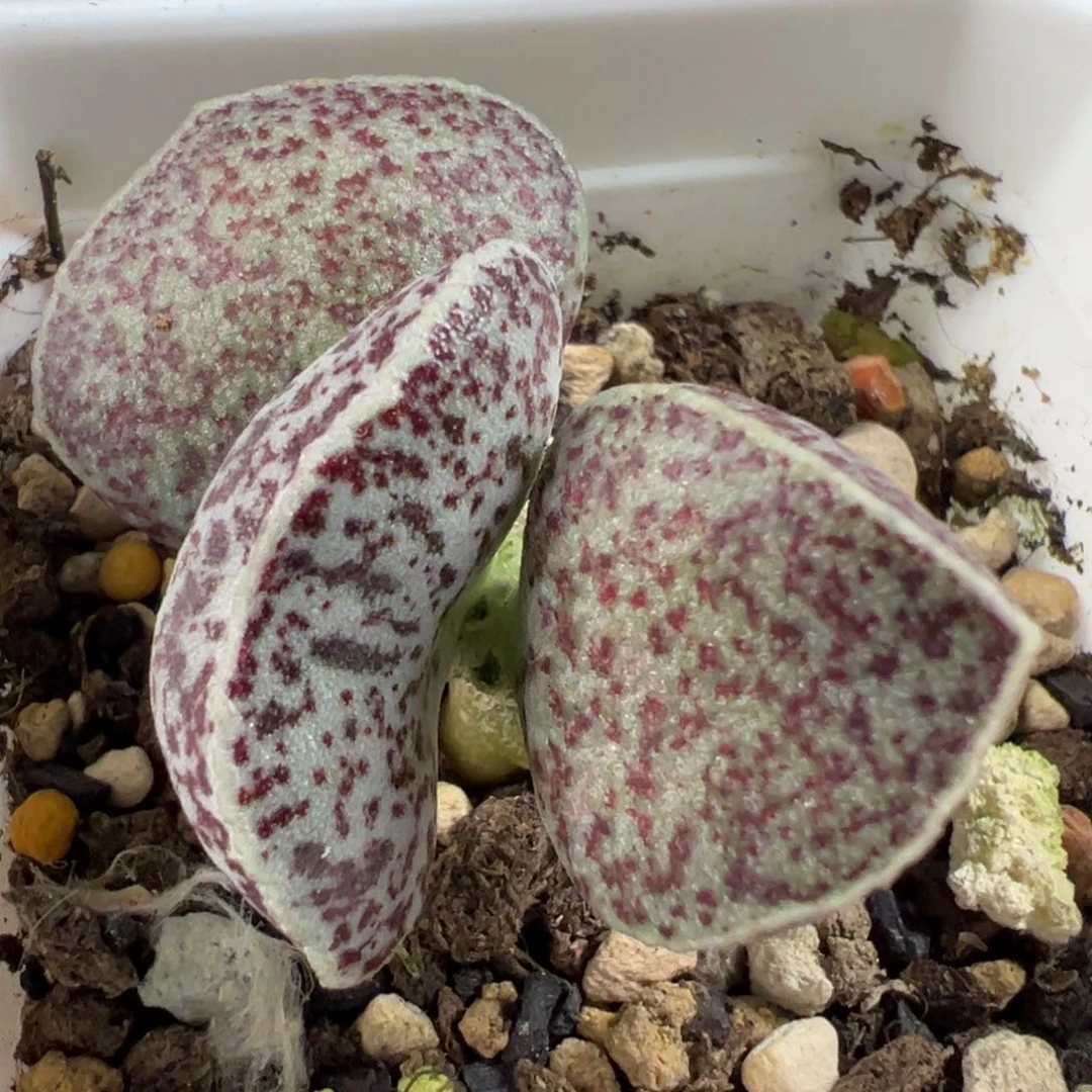 无花朵腰子蛋单头纯木质桩多肉植物