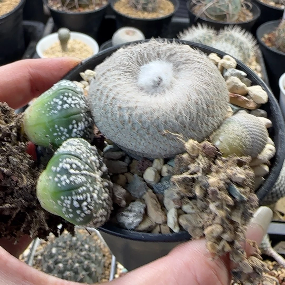 南***司521实生小人帽多肉4